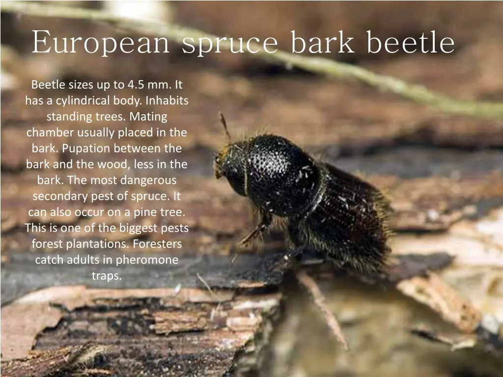 european spruce bark beetle