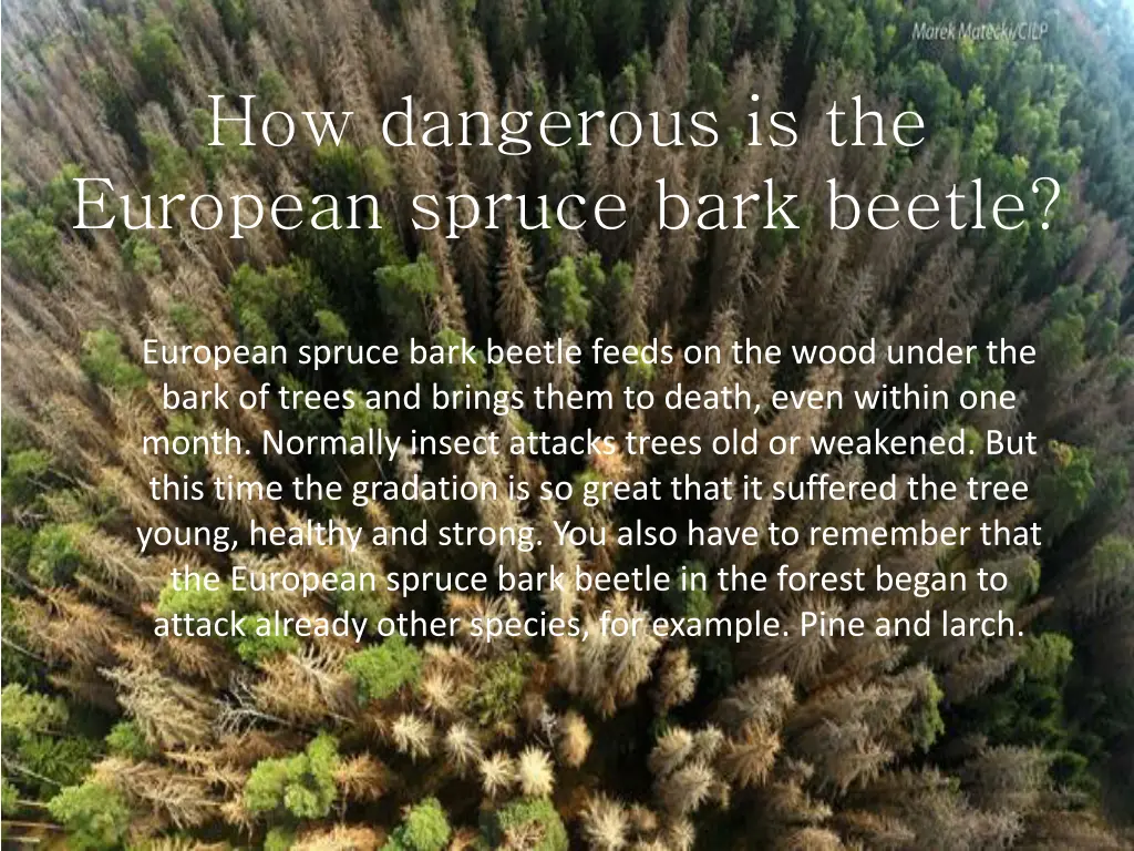 how dangerous is the european spruce bark beetle