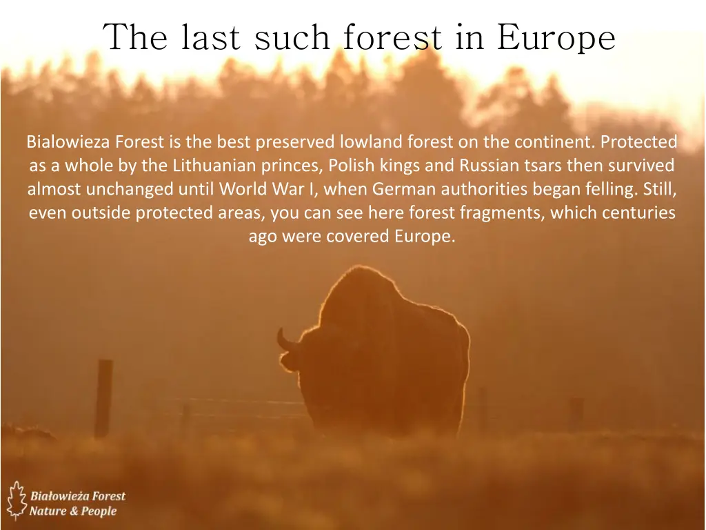 the last such forest in europe