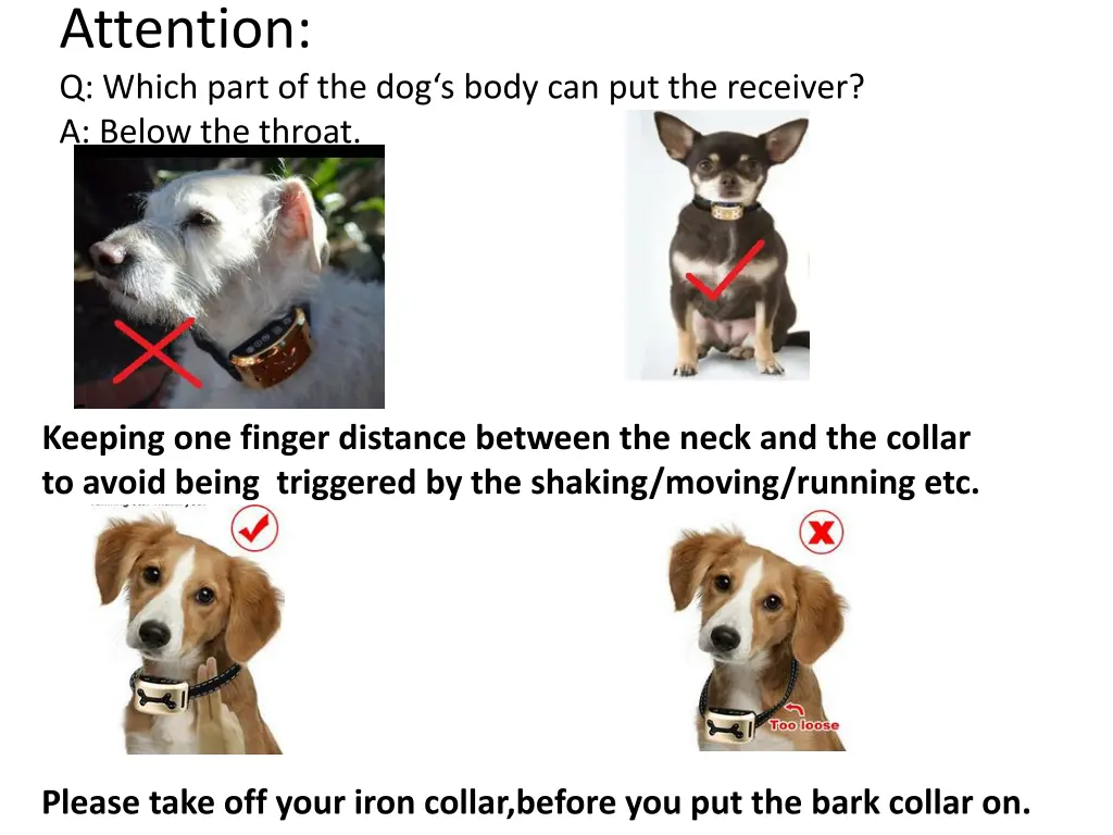 attention q which part of the dog s body