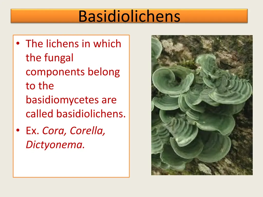 basidiolichens