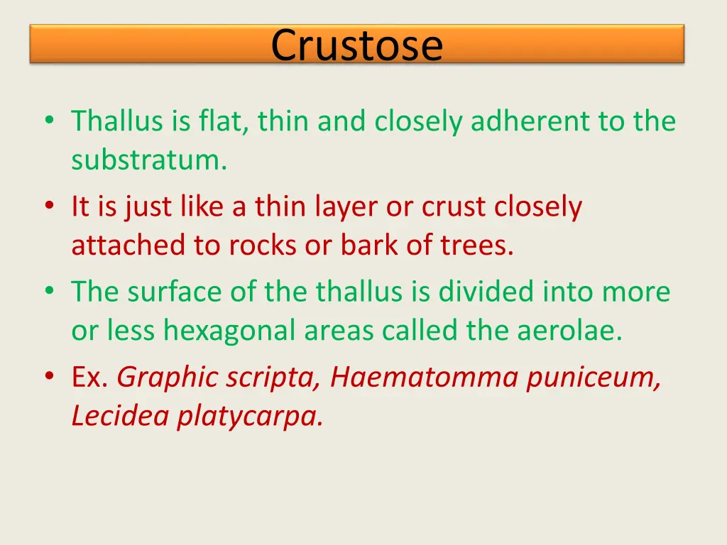 crustose