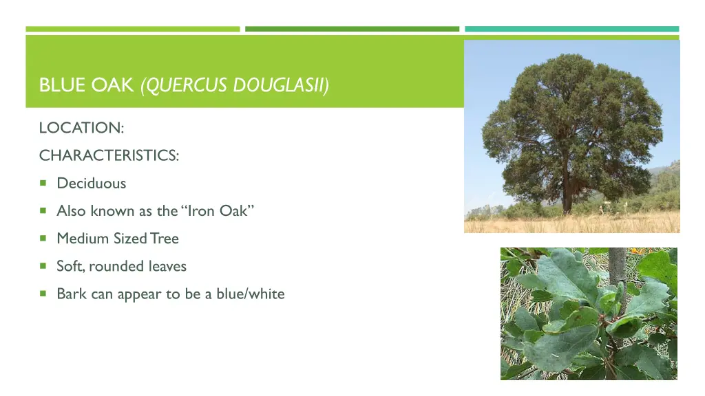 blue oak quercus douglasii