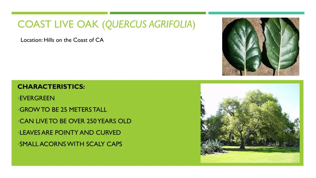 coast live oak quercus agrifolia