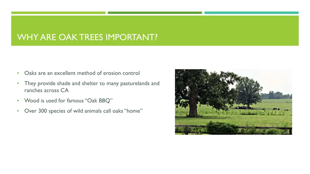 why are oak trees important