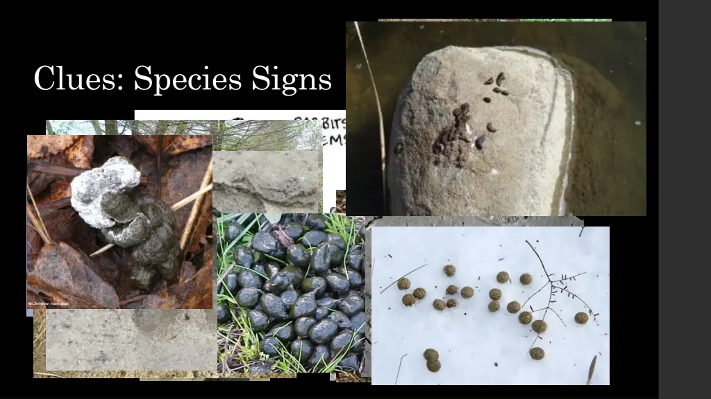 clues species signs