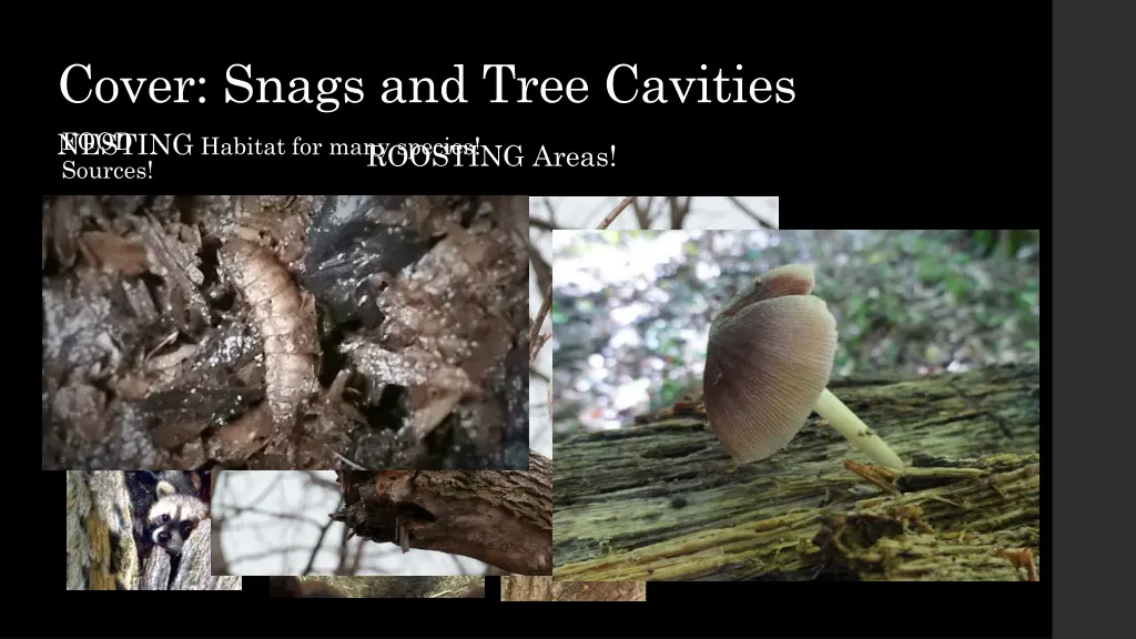 cover snags and tree cavities nesting habitat