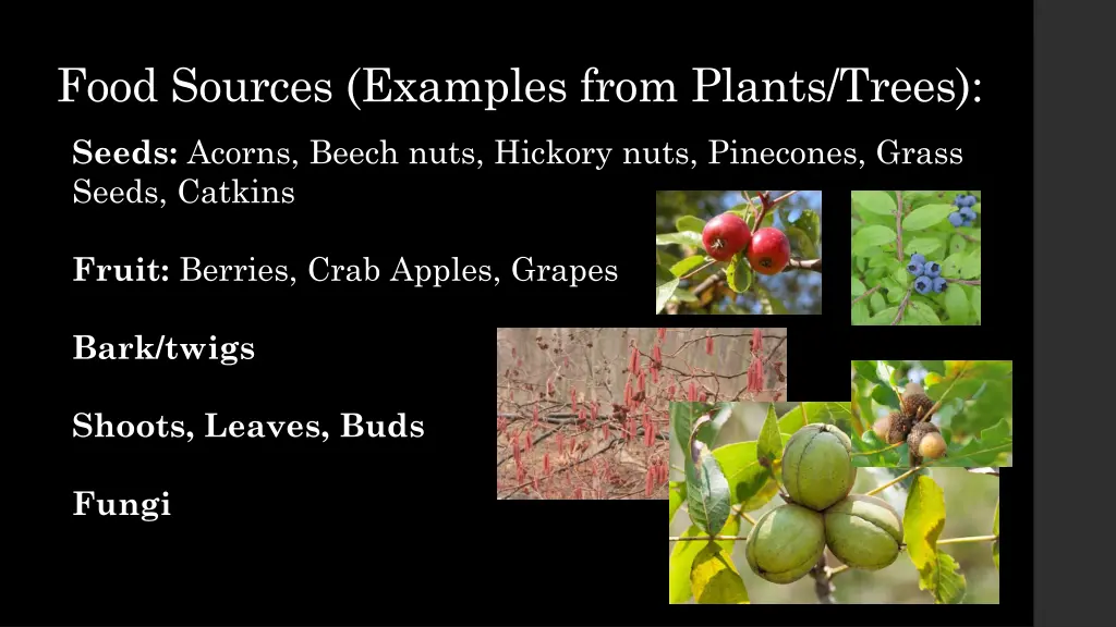 food sources examples from plants trees