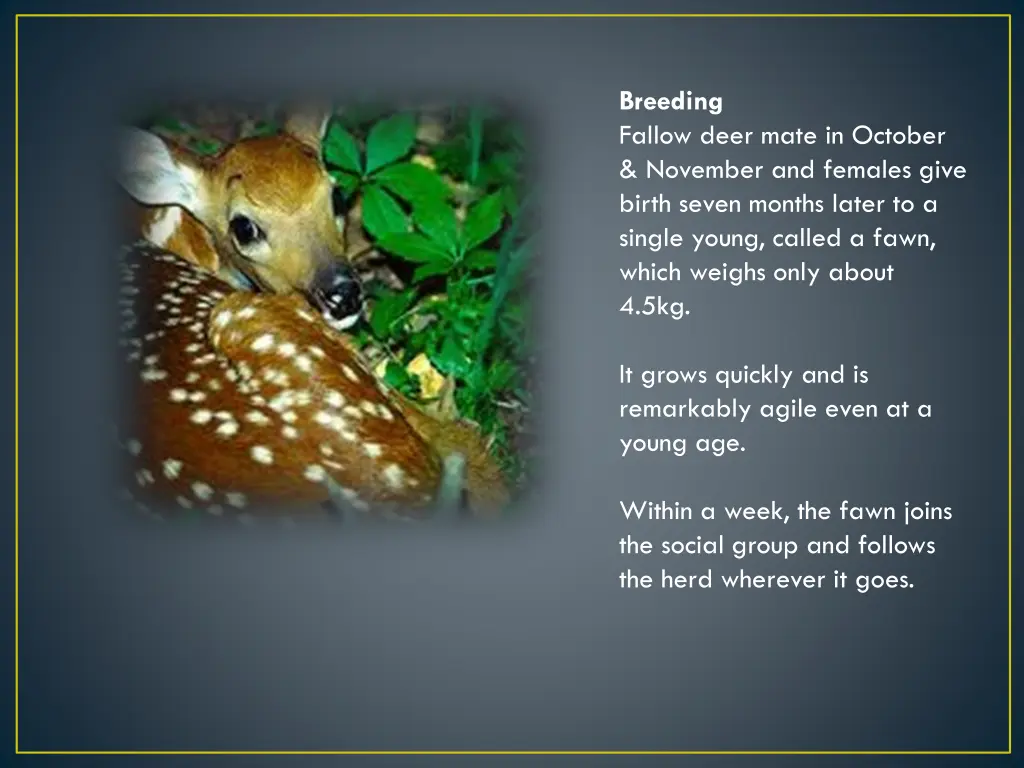 breeding fallow deer mate in october november