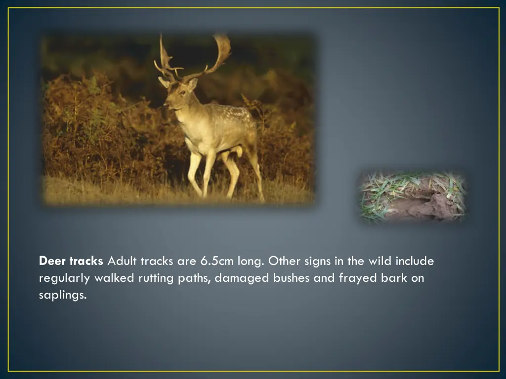 deer tracks adult tracks are 6 5cm long other