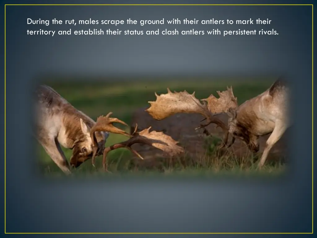 during the rut males scrape the ground with their