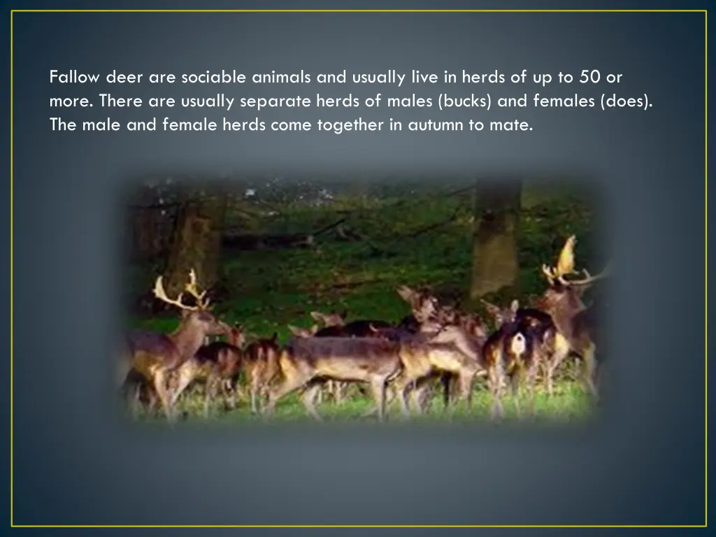 fallow deer are sociable animals and usually live