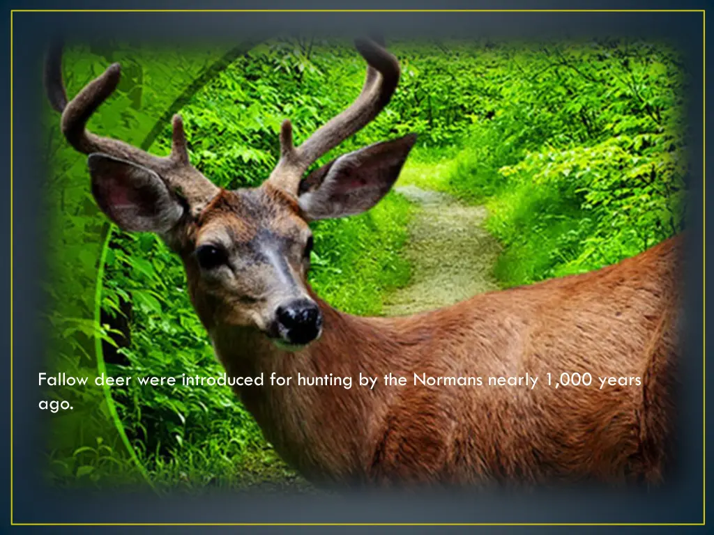 fallow deer were introduced for hunting