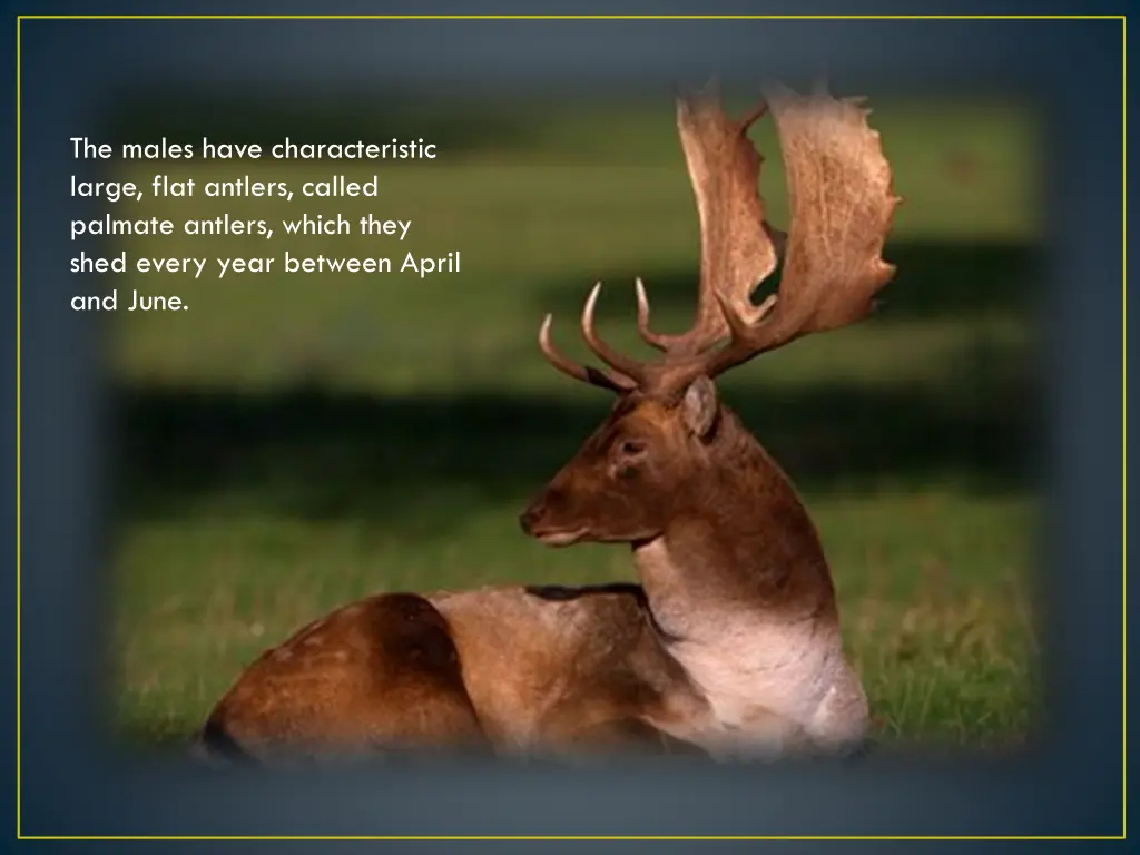 the males have characteristic large flat antlers