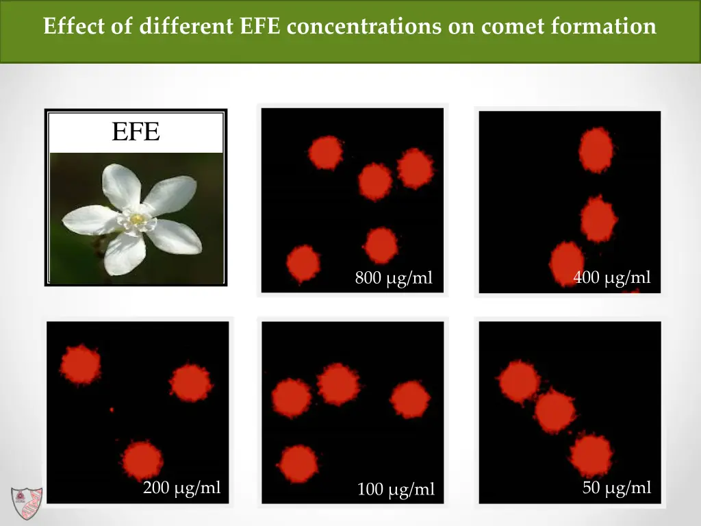 effect of different efe concentrations on comet