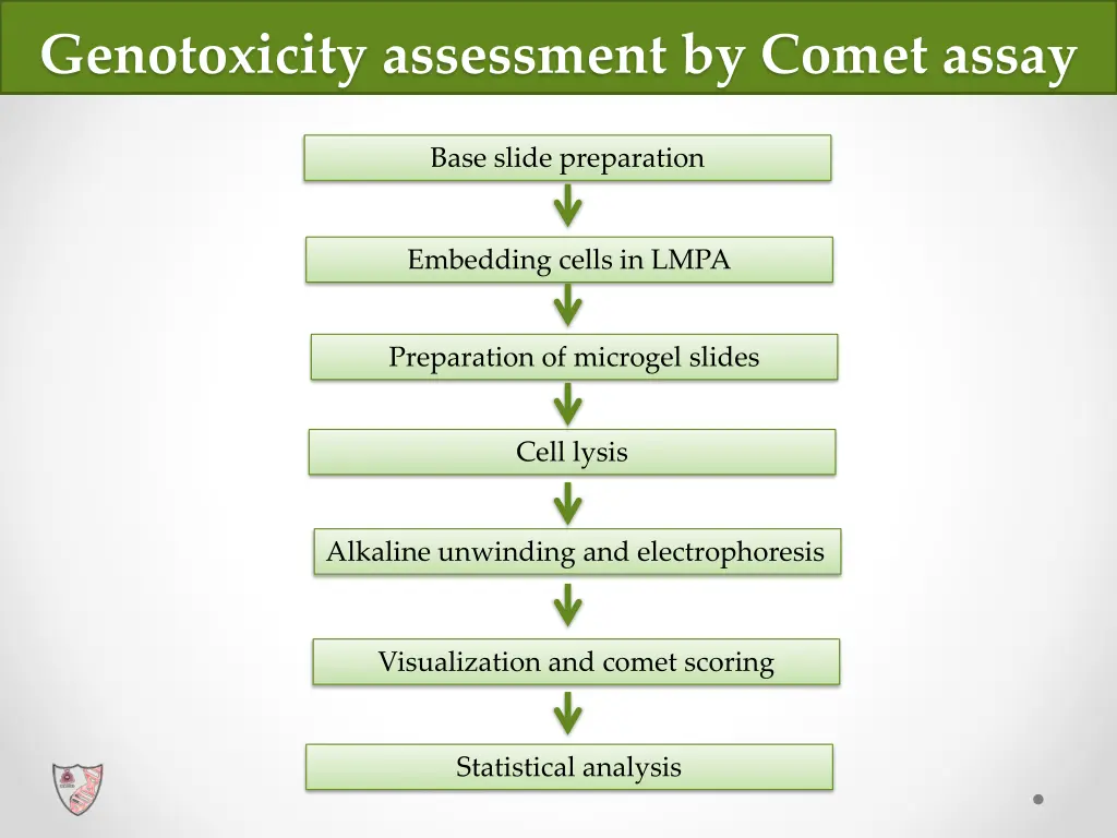 genotoxicity assessment by comet assay