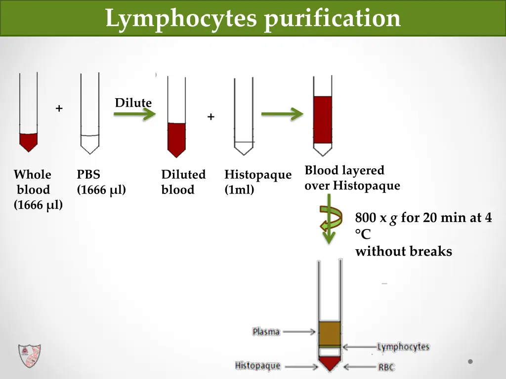 lymphocytes purification