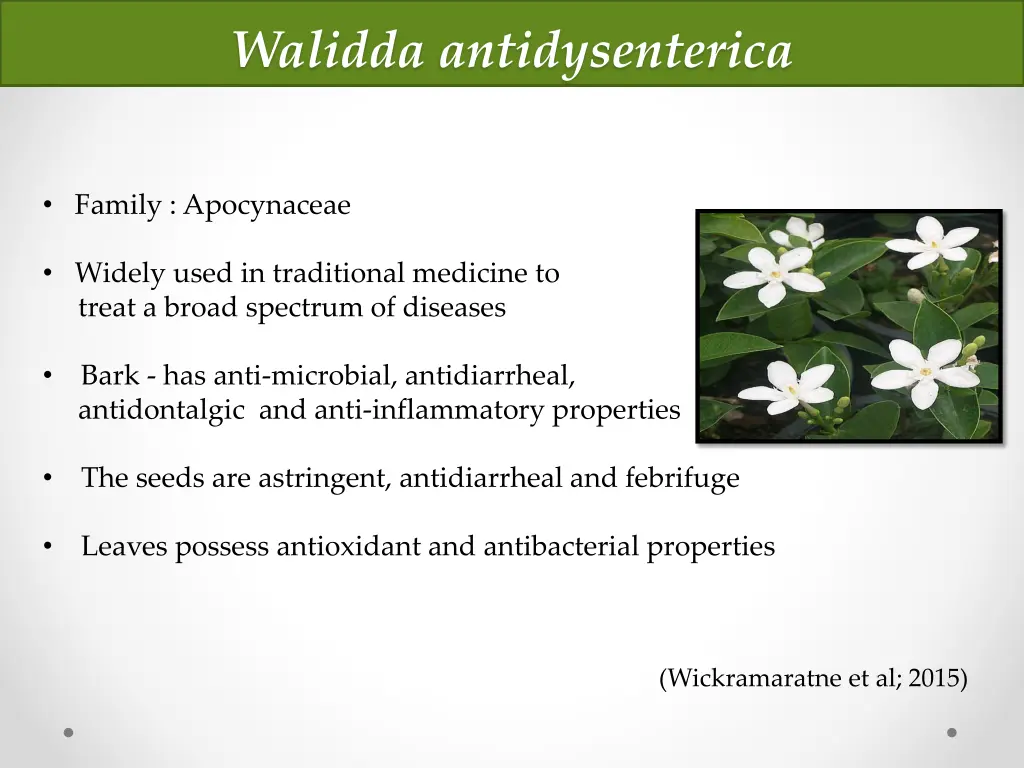 walidda antidysenterica