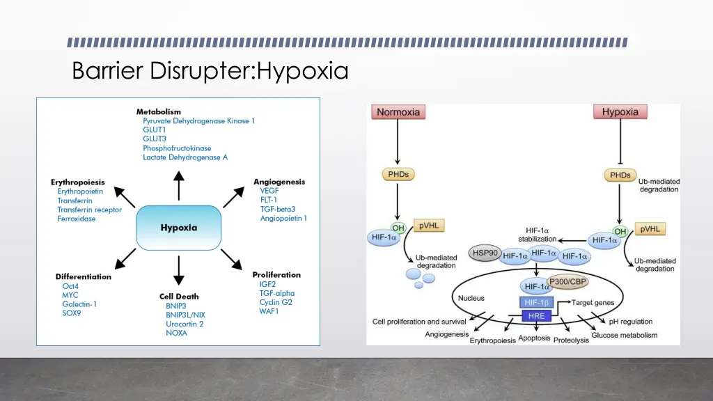 barrier disrupter hypoxia