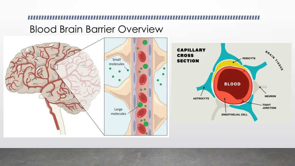 blood brain barrier overview