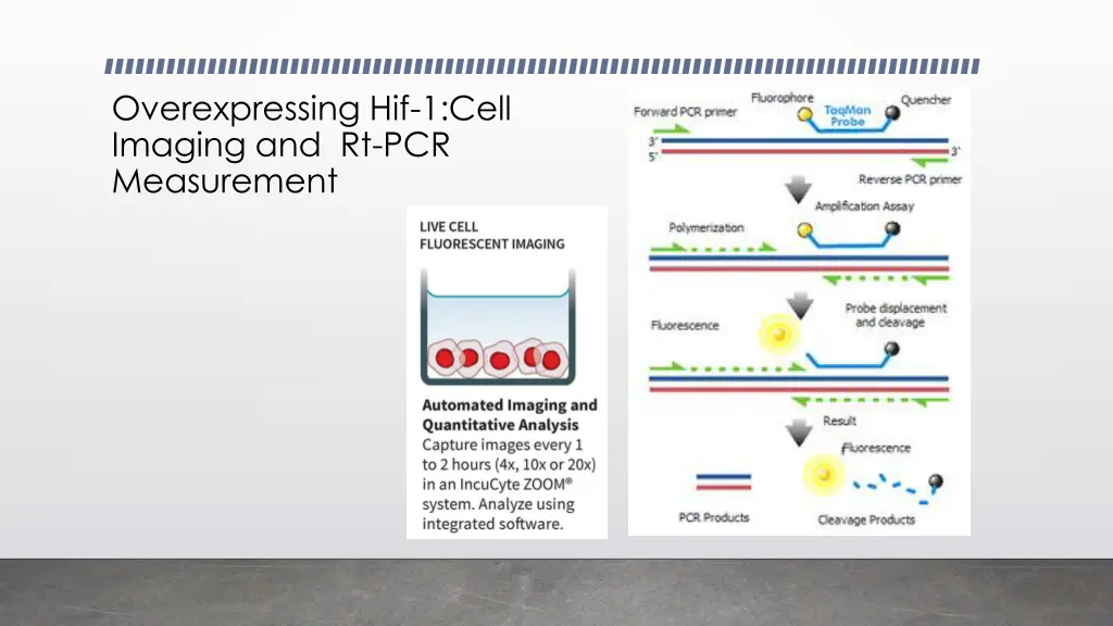 overexpressing hif 1 cell imaging