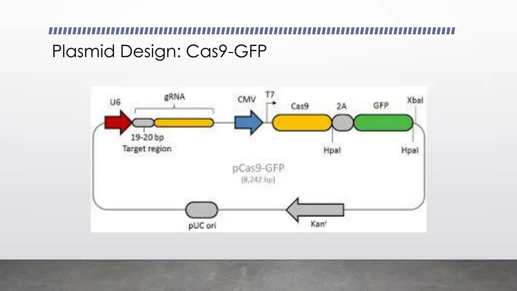 plasmid design cas9 gfp