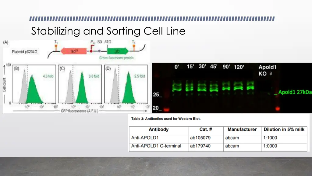 stabilizing and sorting cell line