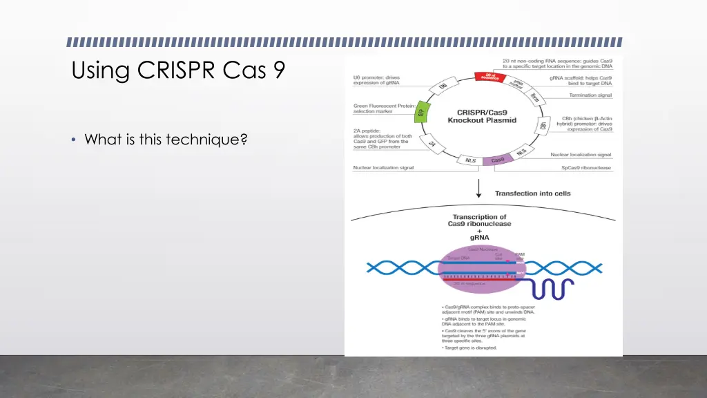 using crispr cas 9