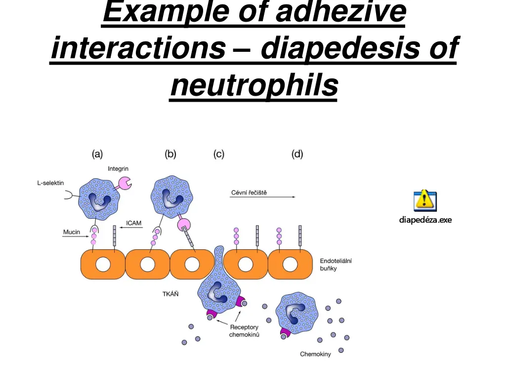 example of adhezive interactions diapedesis