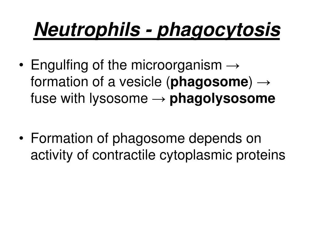 neutrophils phagocytosis 1