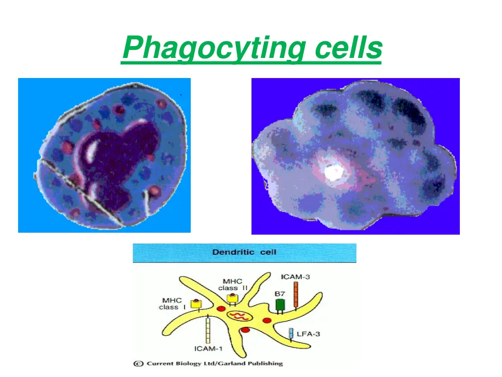 phagocyting cells