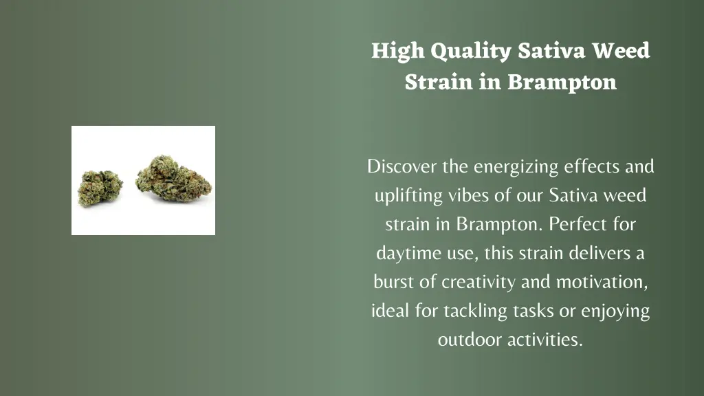 high quality sativa weed strain in brampton