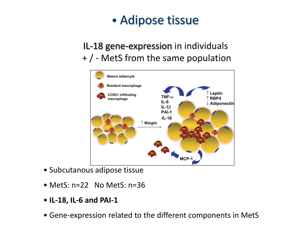 adipose tissue