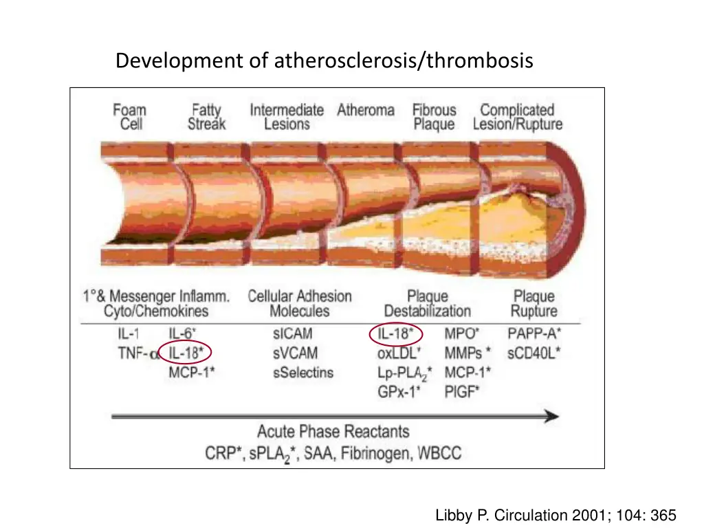 development of atherosclerosis thrombosis