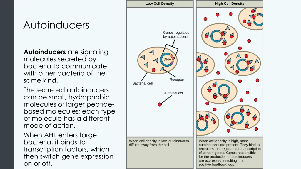 autoinducers