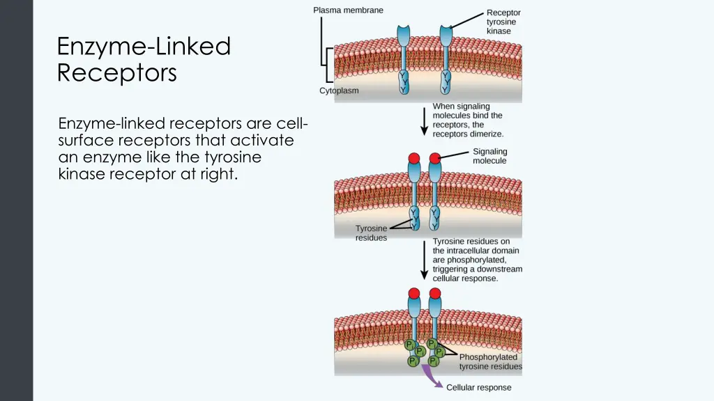 enzyme linked receptors