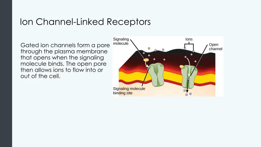 ion channel linked receptors