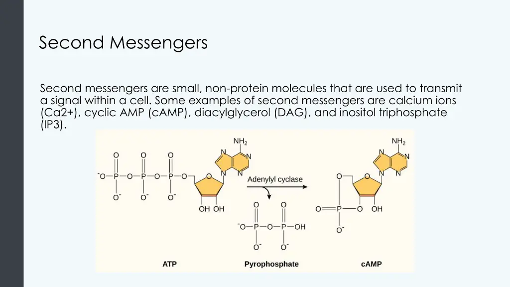 second messengers