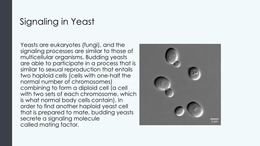 signaling in yeast