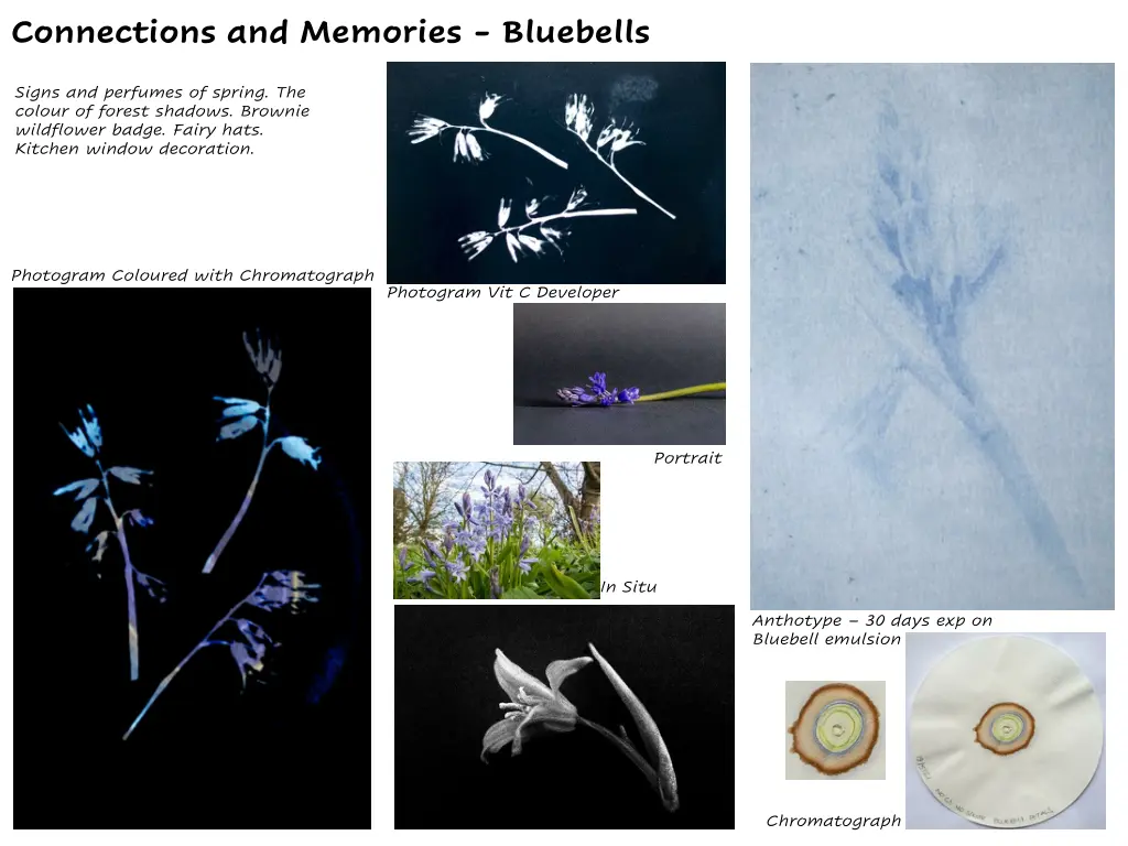 connections and memories bluebells