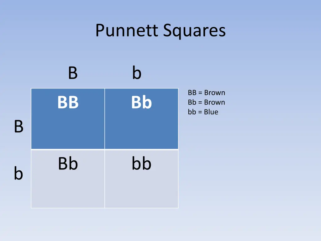 punnett squares 5