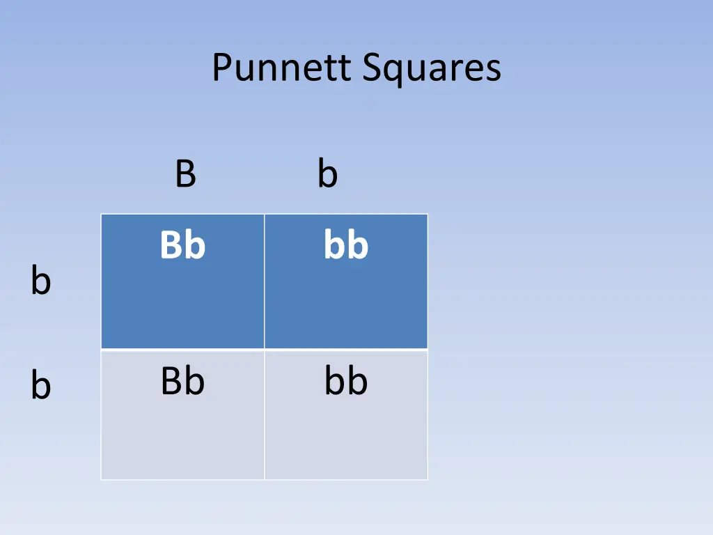 punnett squares 7