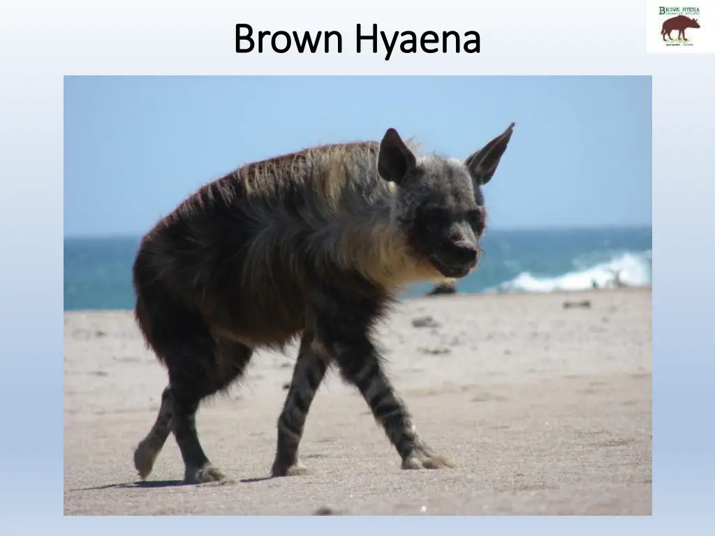 brown brown hyaena hyaena