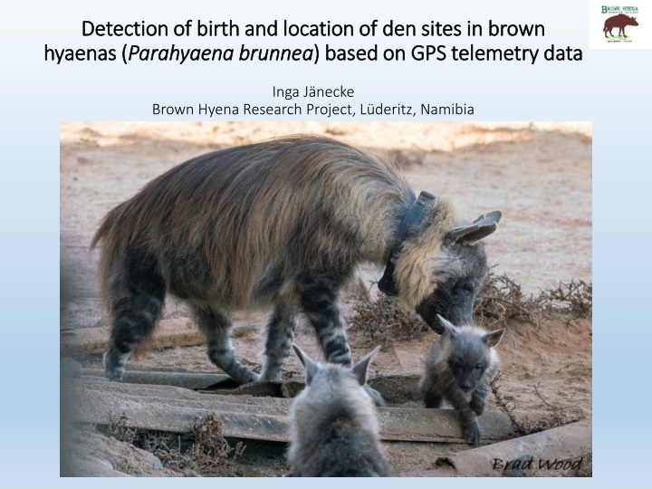 detection of birth and location of den sites