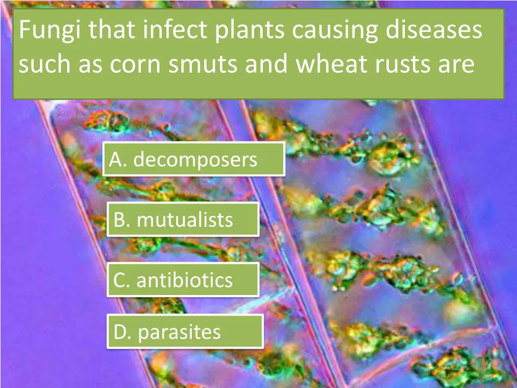 fungi that infect plants causing diseases such