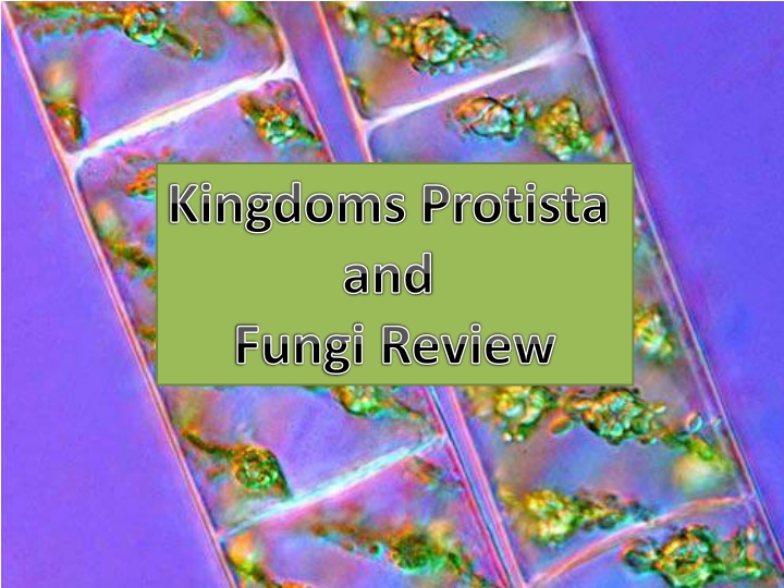 kingdoms protista and fungi review