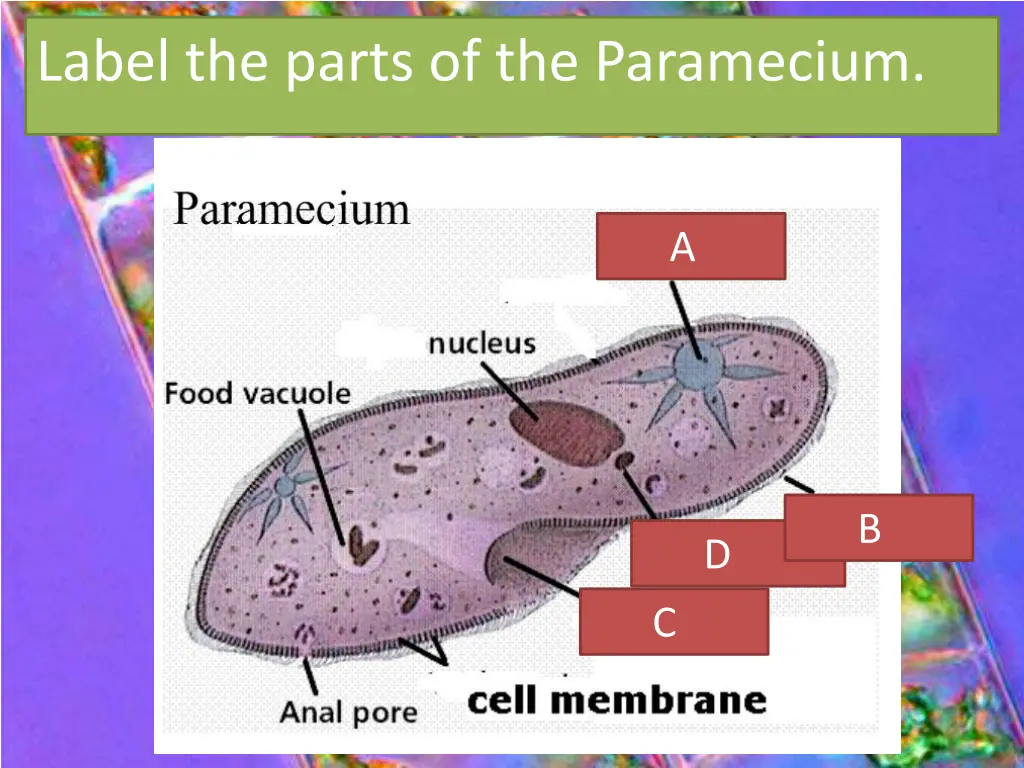 label the parts of the paramecium