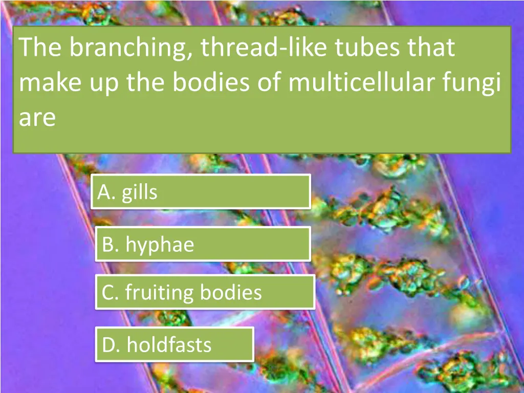 the branching thread like tubes that make