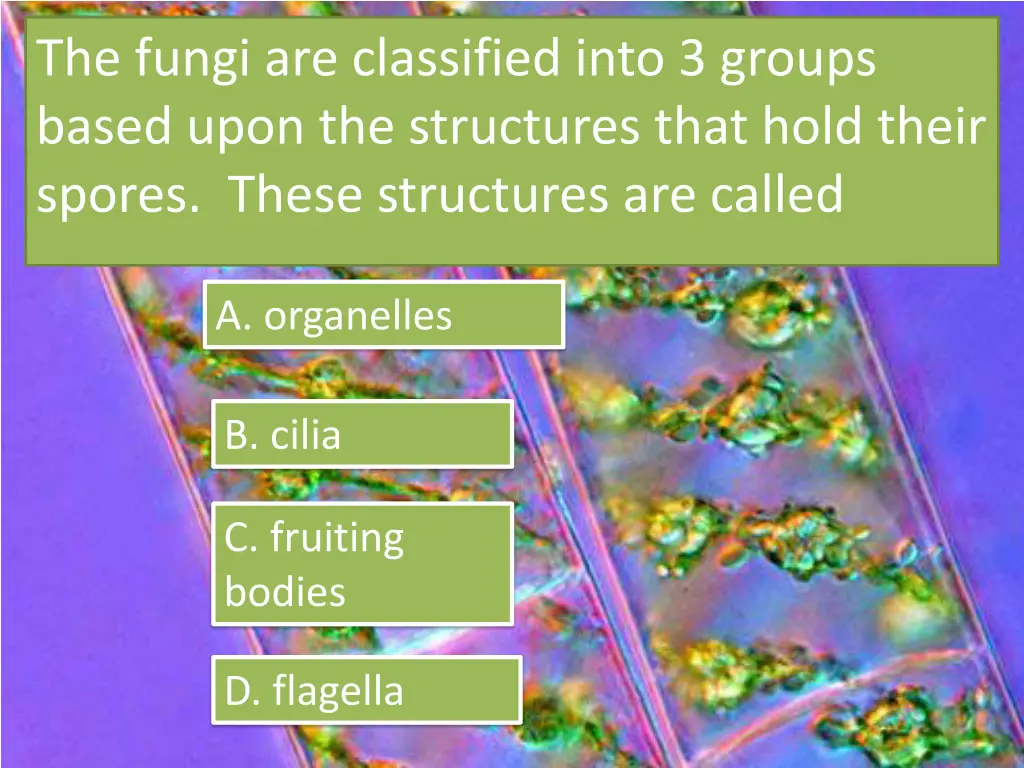 the fungi are classified into 3 groups based upon