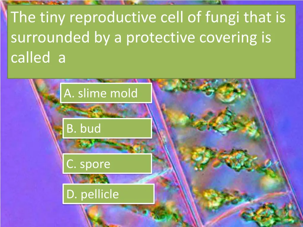 the tiny reproductive cell of fungi that